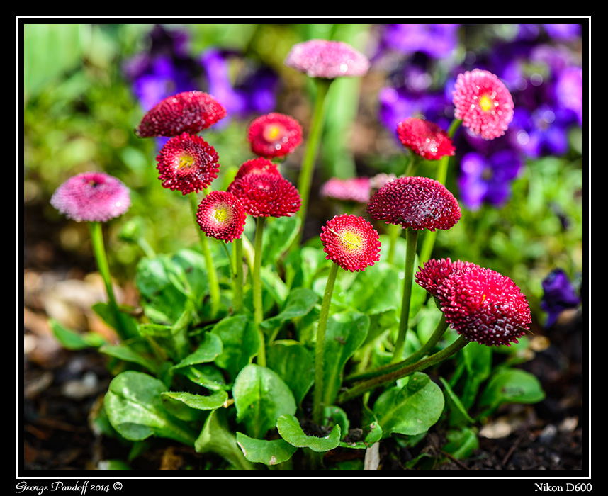 DSC_6130.jpg