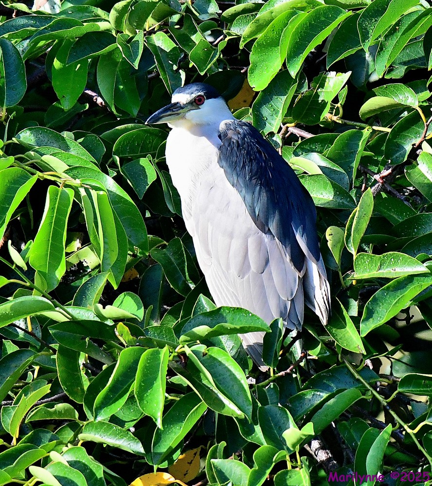 DSC_6130_001.JPG