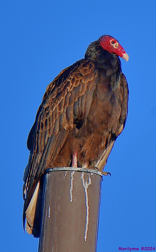 DSC_6132_001.JPG