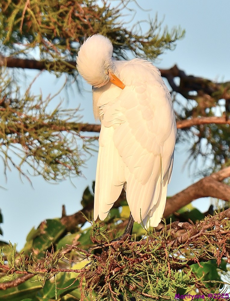 DSC_6133_001.JPG