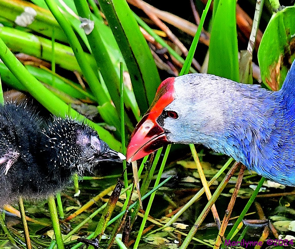 DSC_6134_001.JPG