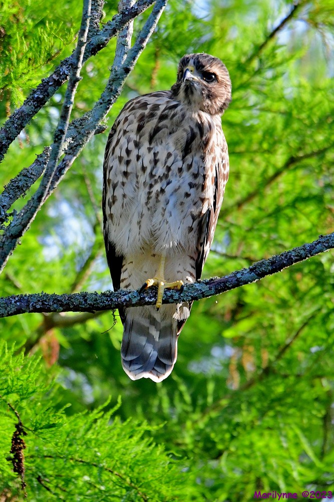 DSC_6136_001.JPG