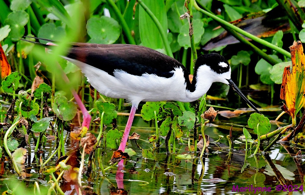 DSC_6136_001.JPG