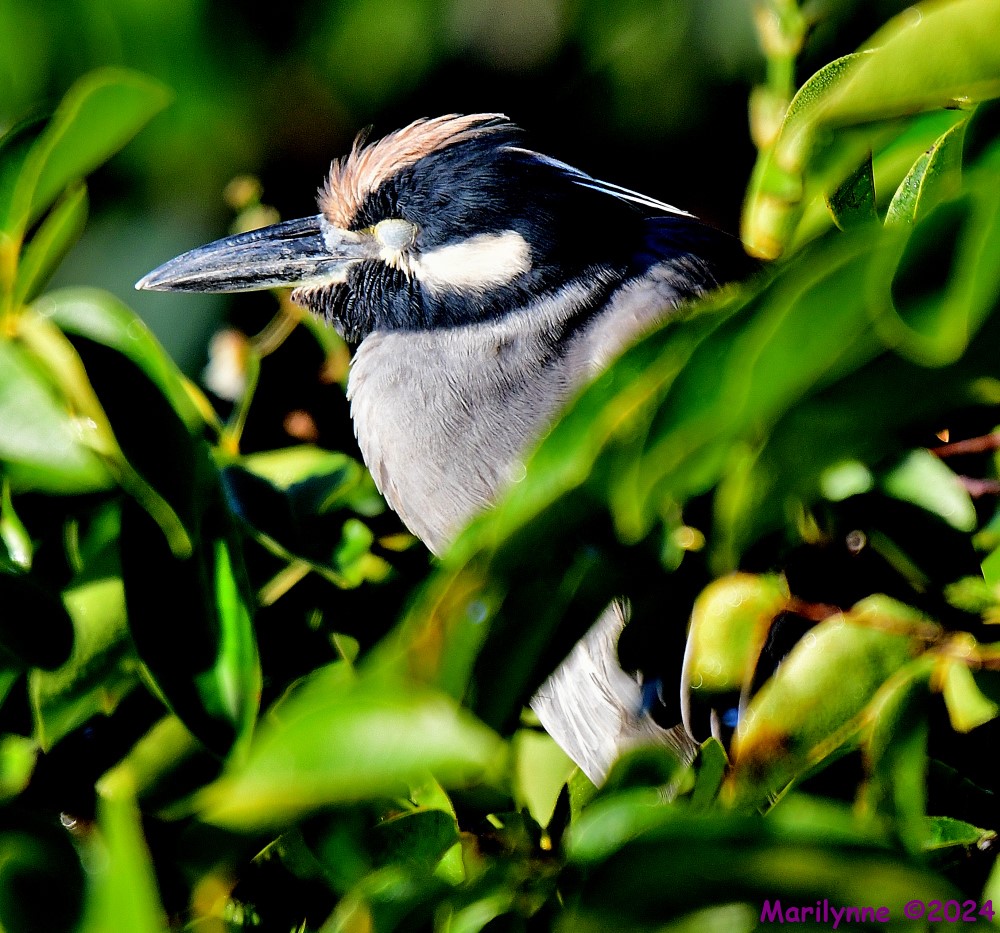 DSC_6136_001.JPG