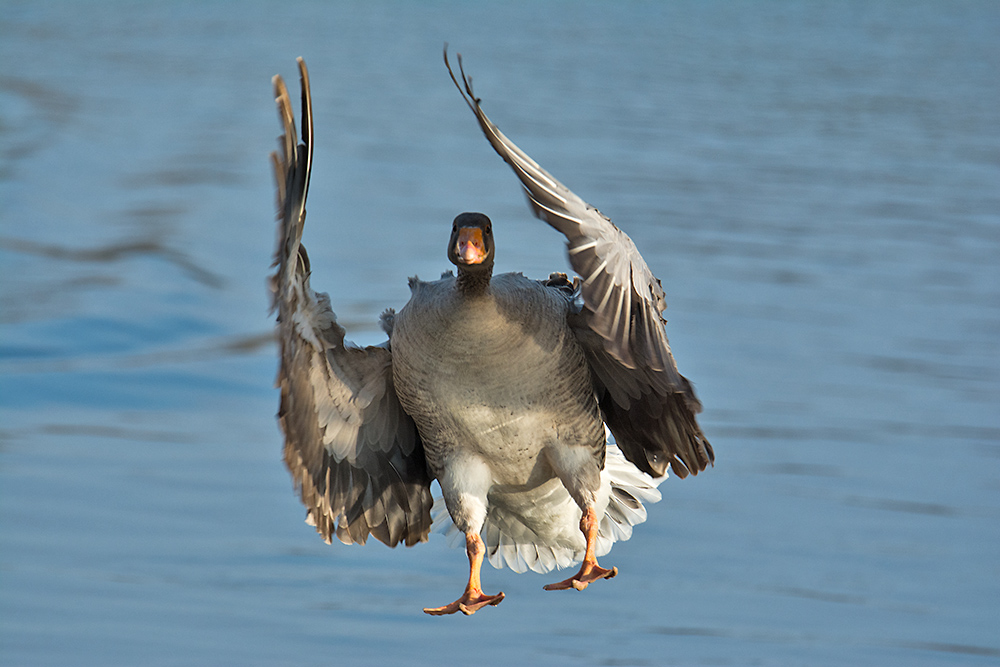 DSC_6137.jpg