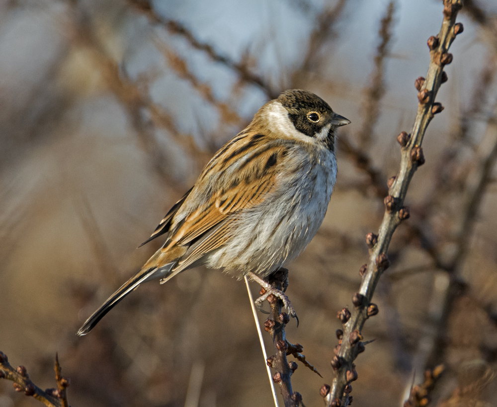 DSC_6137.jpg