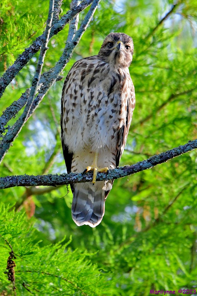 DSC_6138_001.JPG