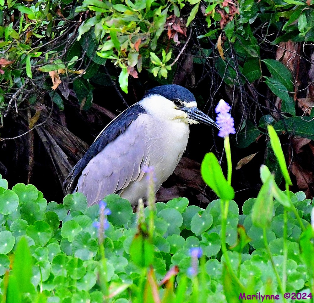 DSC_6140_001.JPG