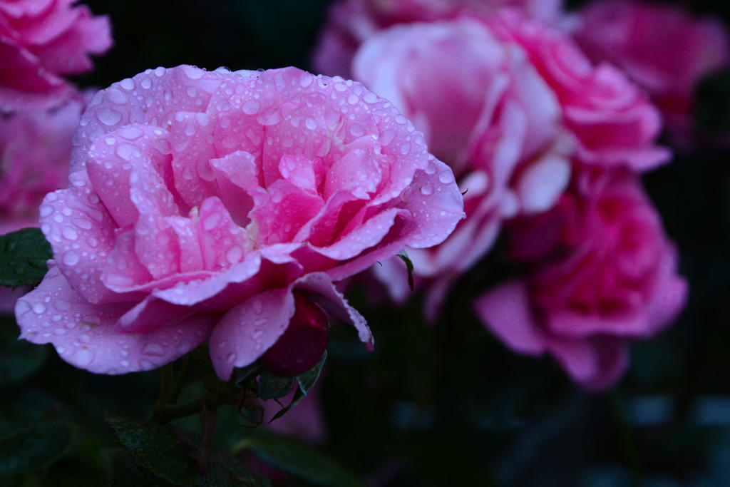 DSC_6142.jpg