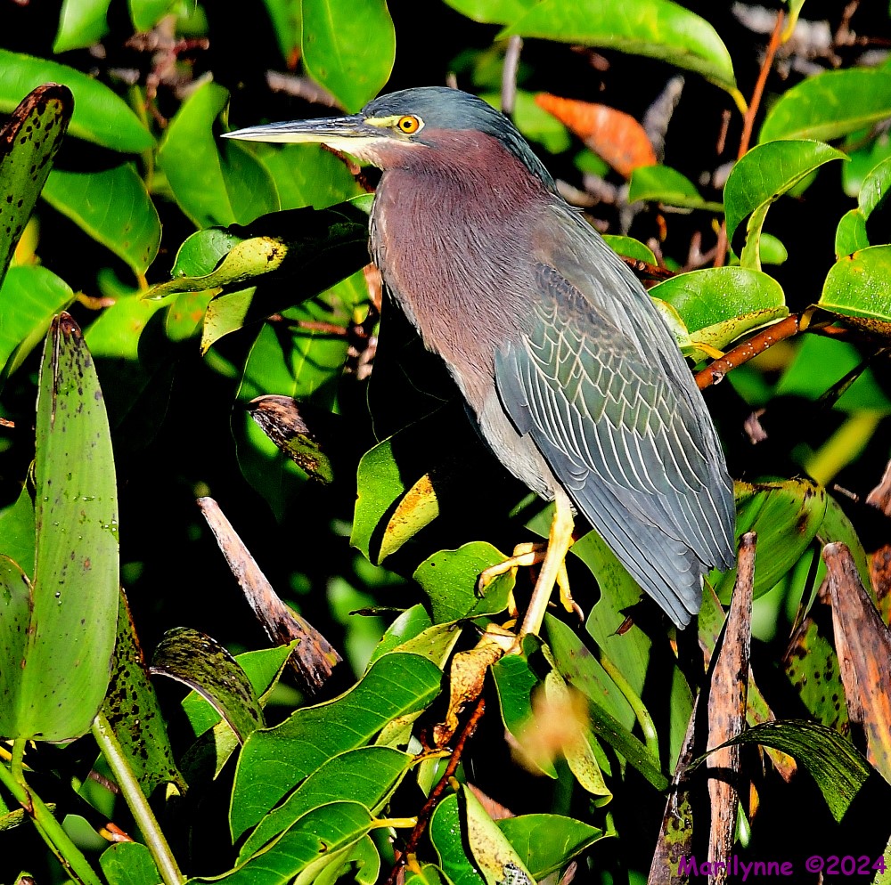 DSC_6142_001.JPG