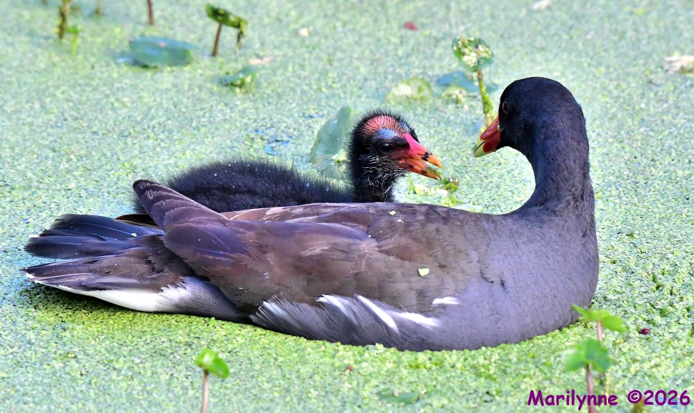 DSC_6143_001.JPG