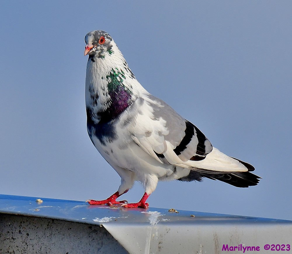 DSC_6147_001.JPG