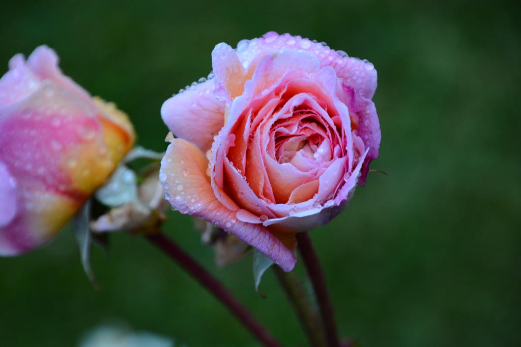 DSC_6148.jpg
