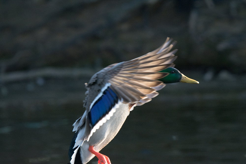 DSC_6149.jpg