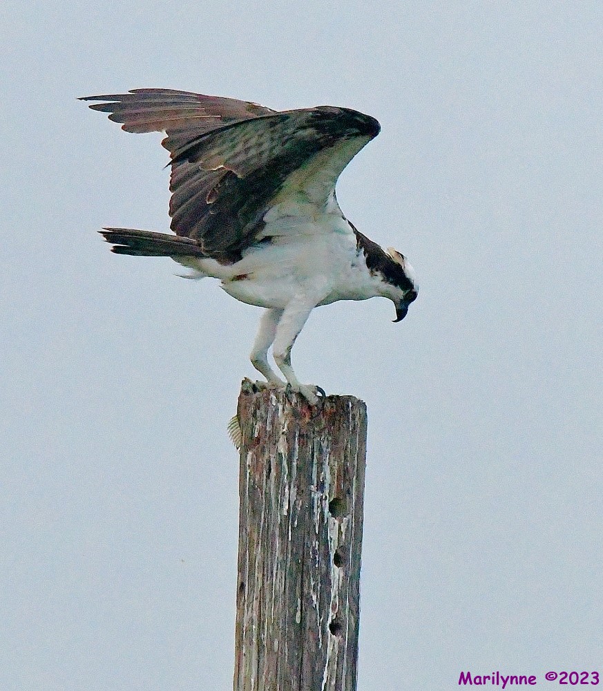 DSC_6150_001.JPG