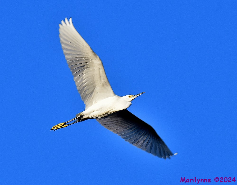 DSC_6152_001.JPG
