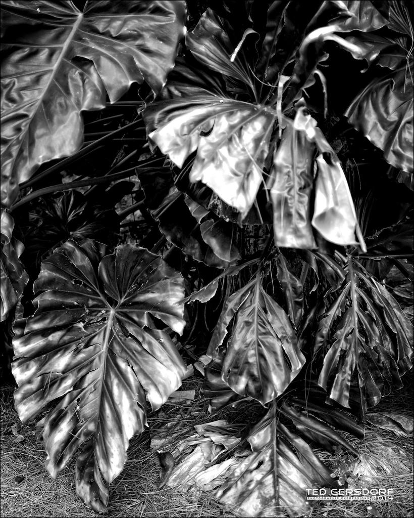 DSC_6152bw.jpg