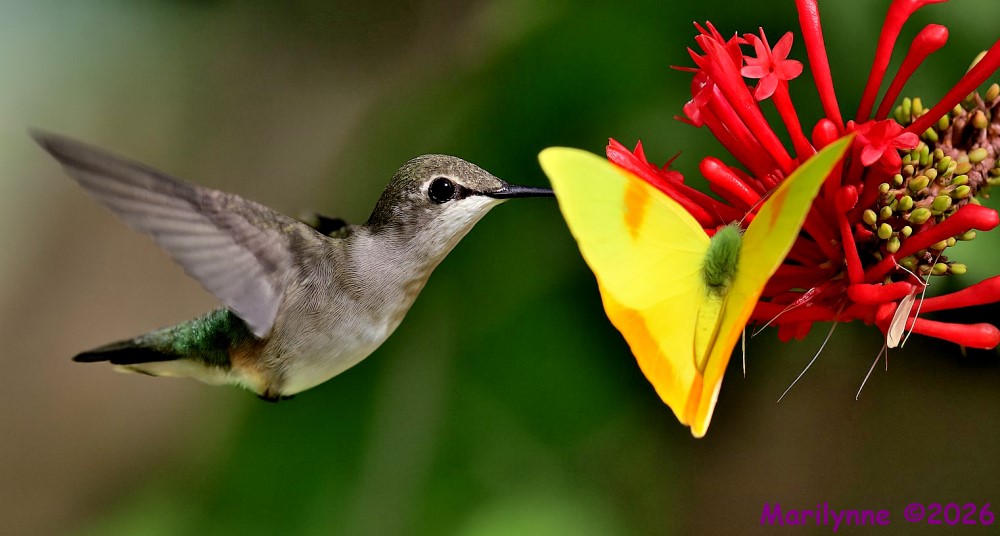 DSC_6155 copy_001_01.JPG