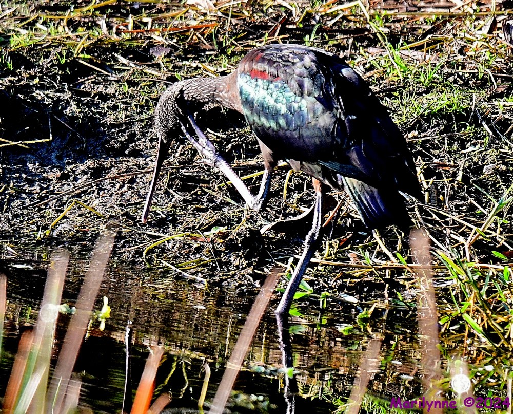 DSC_6155_001.JPG