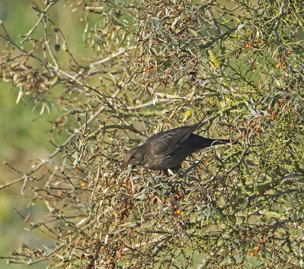DSC_6156.jpg