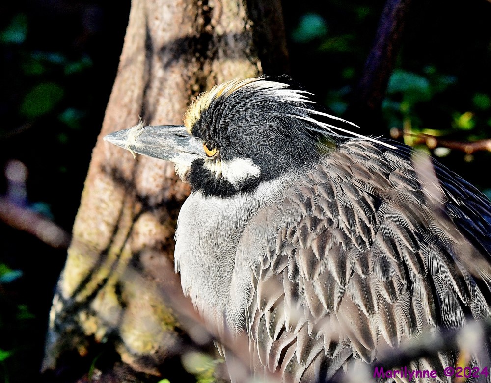 DSC_6157_001.JPG