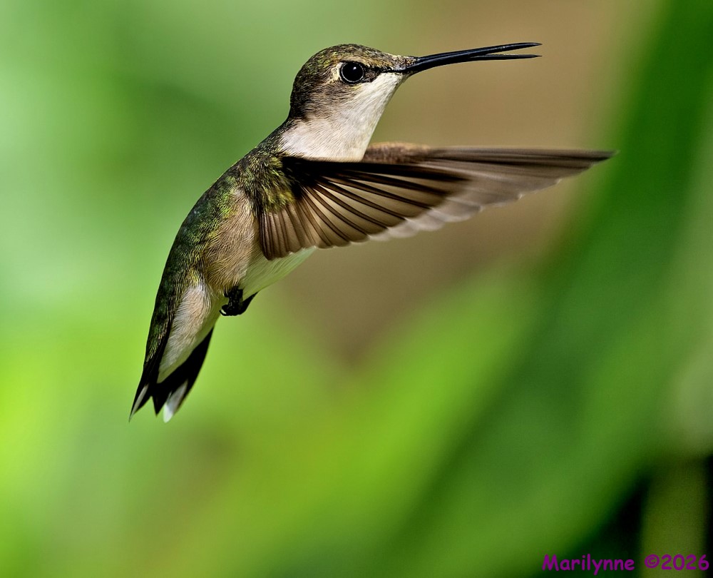 DSC_6158 copy_001.JPG