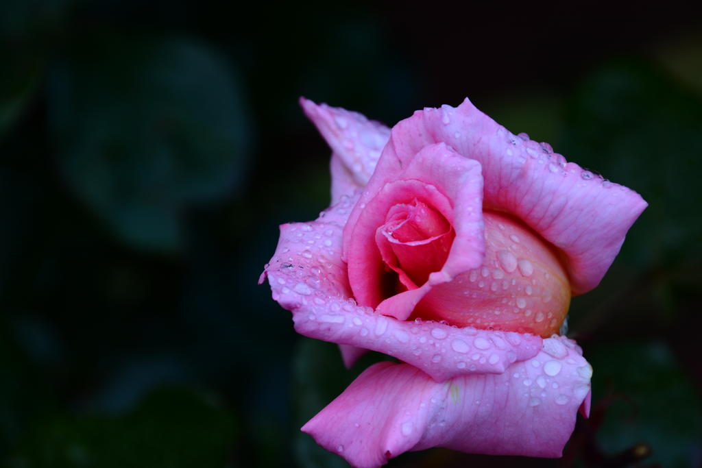 DSC_6158.jpg