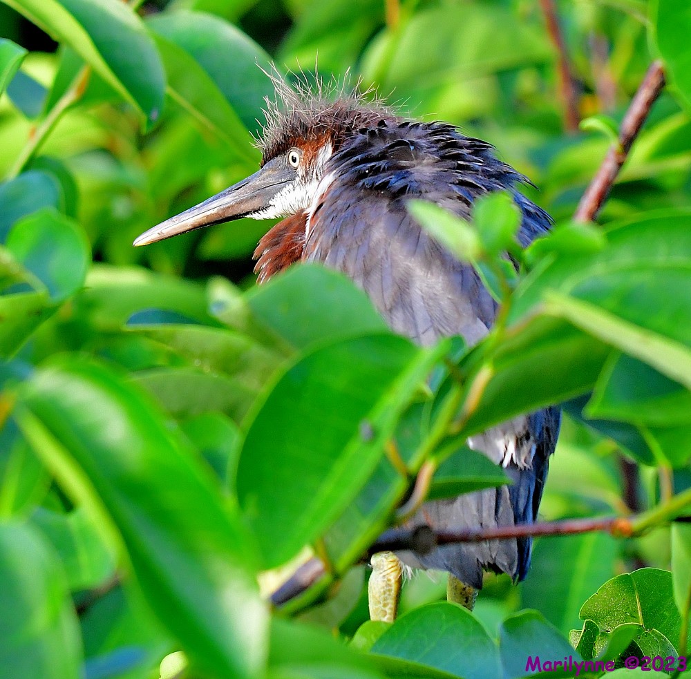 DSC_6159_001.JPG