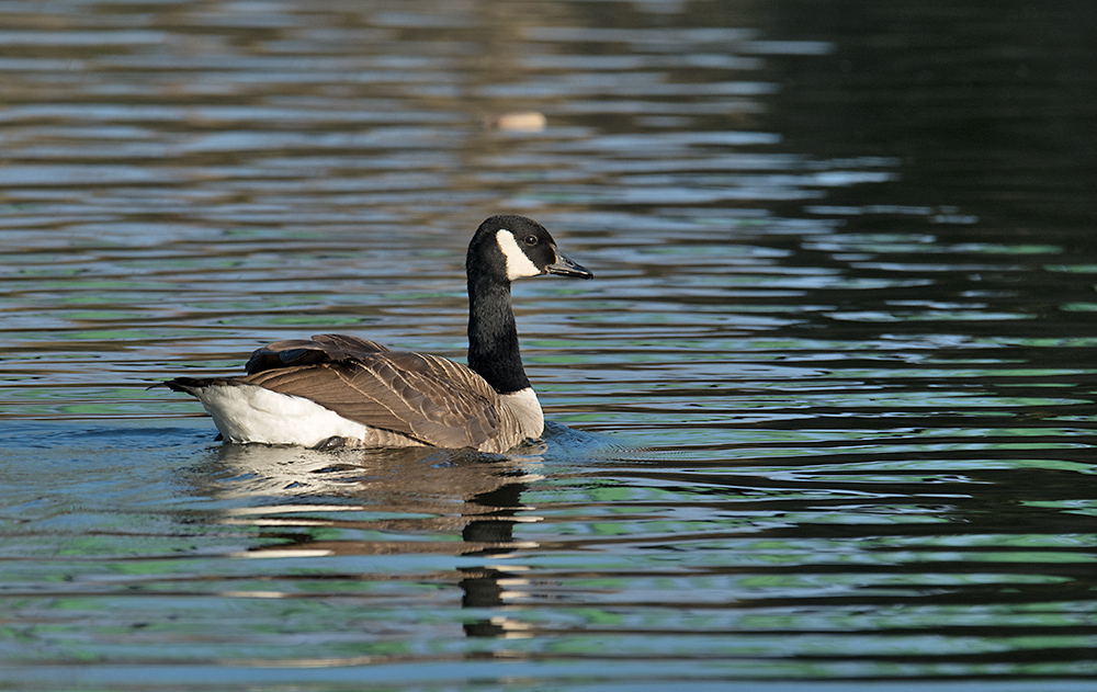 DSC_6160.jpg