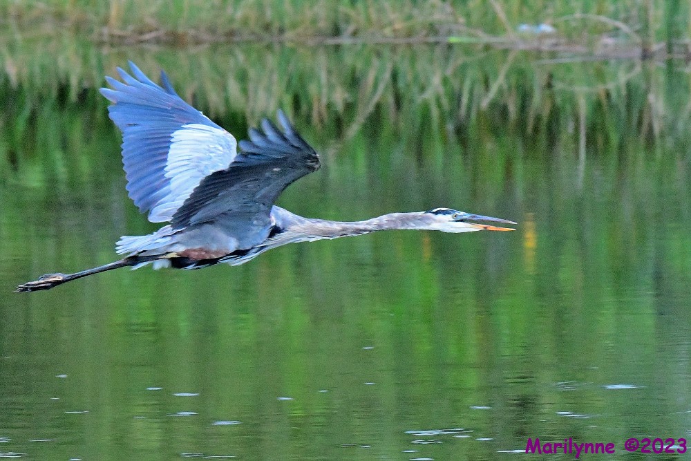 DSC_6160_001.JPG