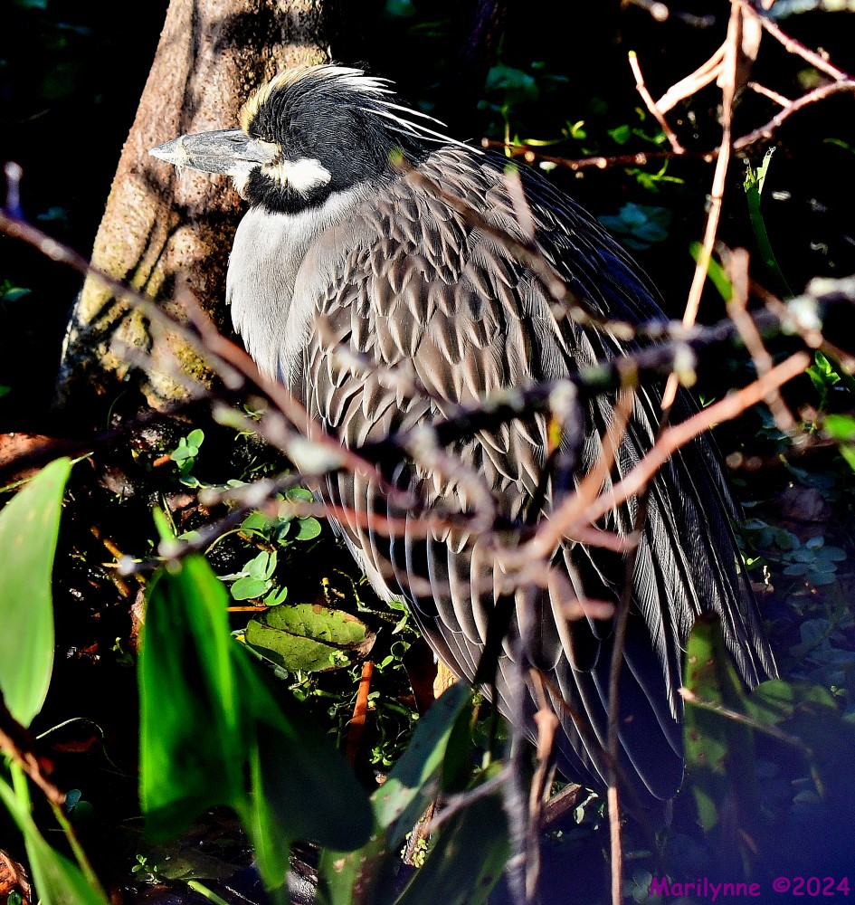 DSC_6160_001.JPG
