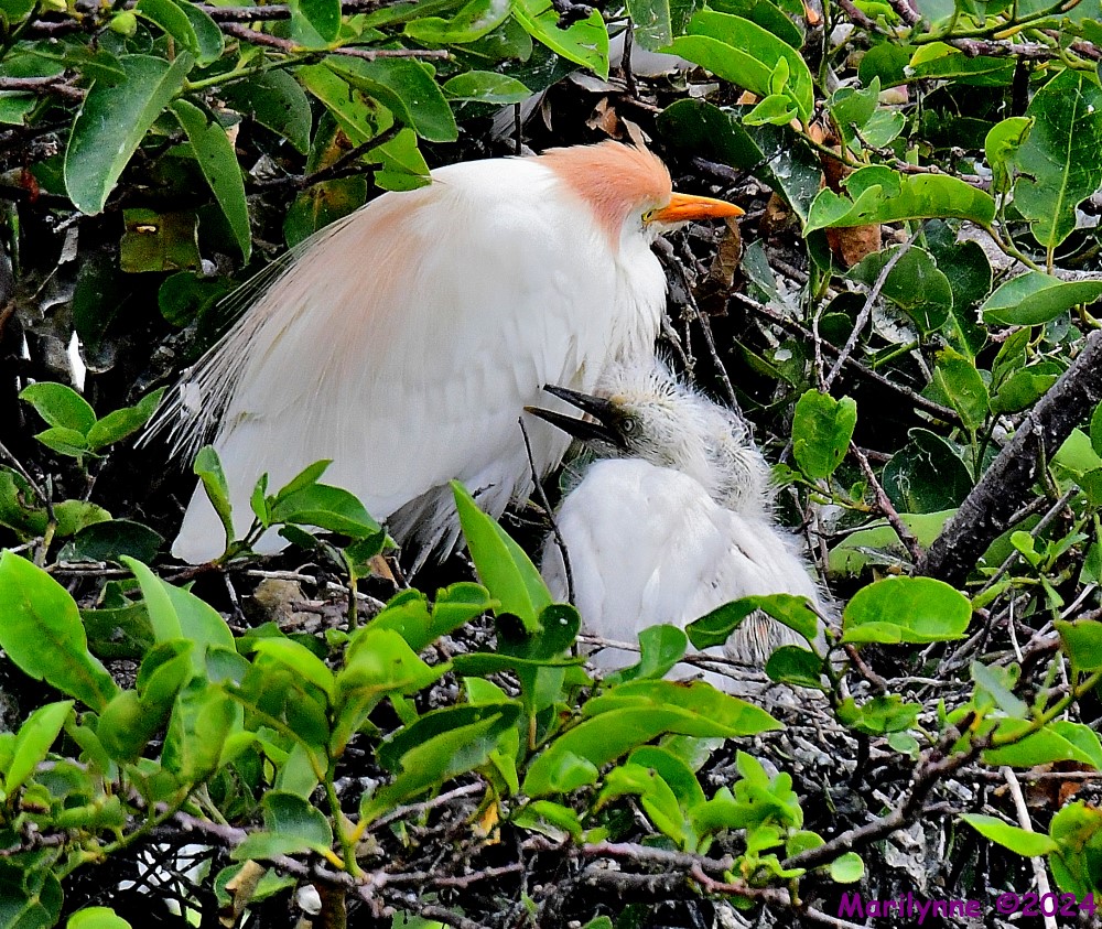DSC_6160_001.JPG