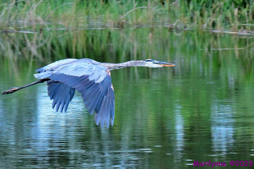 DSC_6163_001.JPG