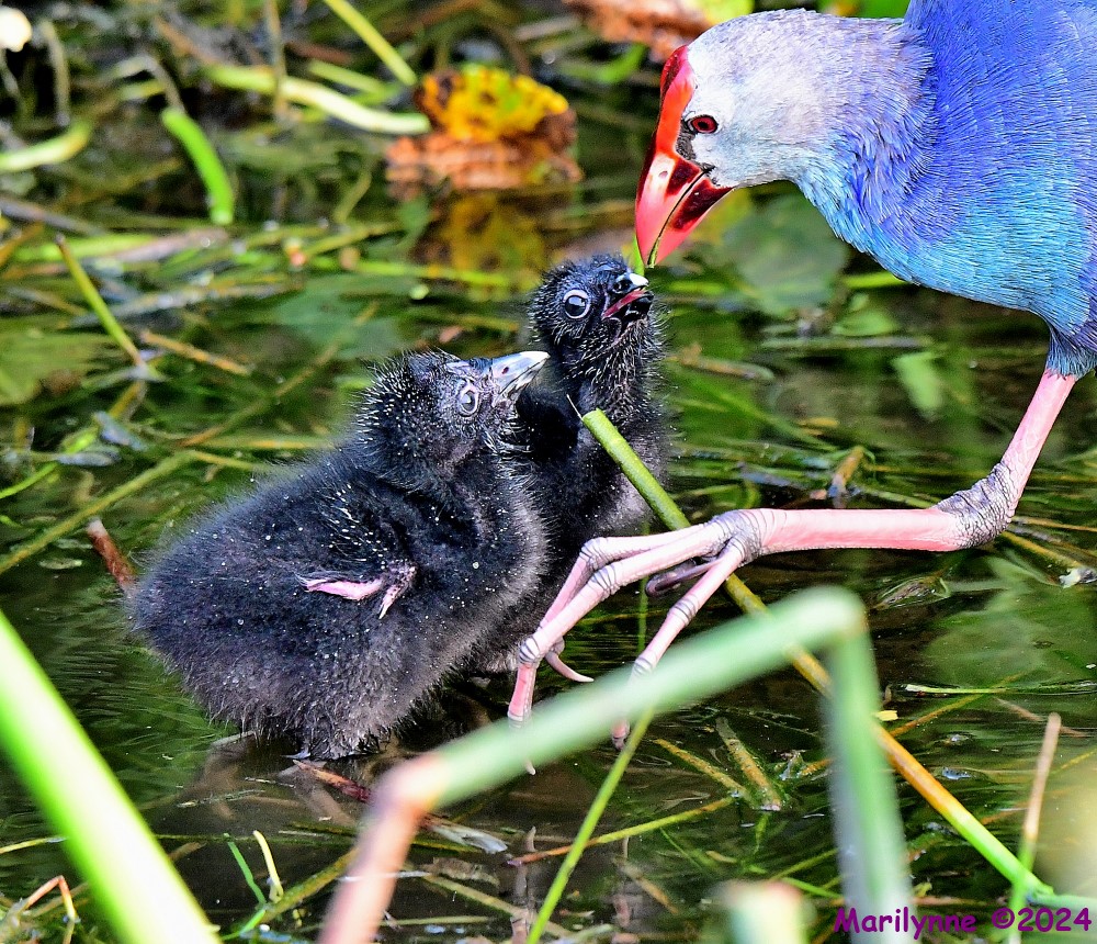 DSC_6163_001.JPG