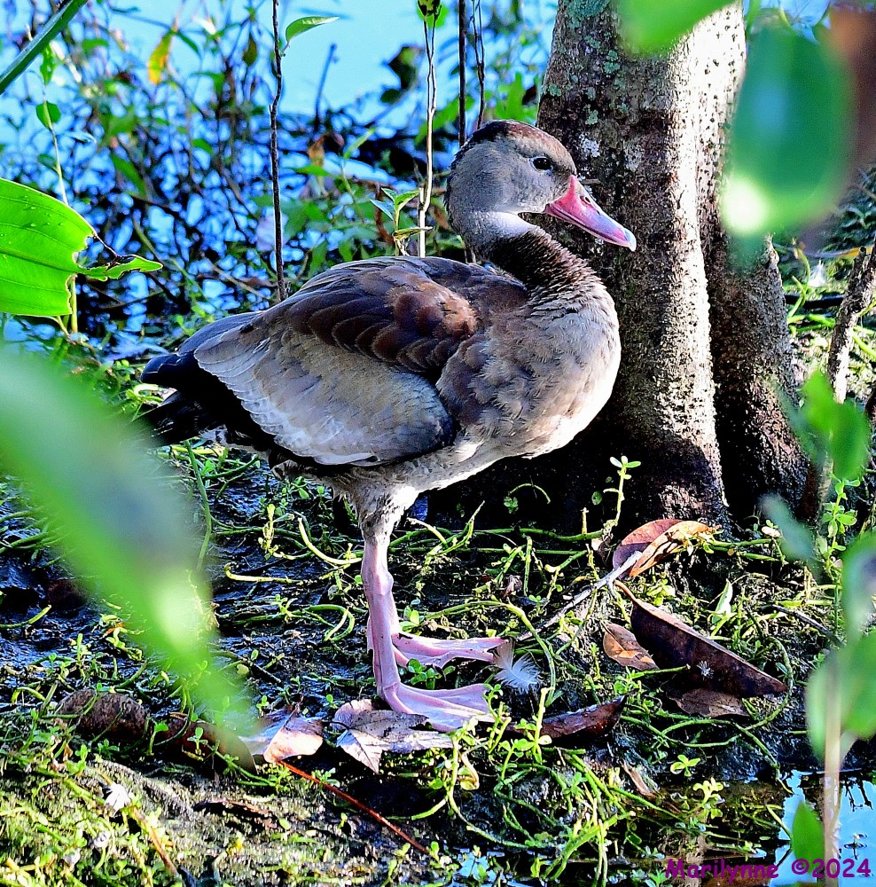 DSC_6164_001.JPG