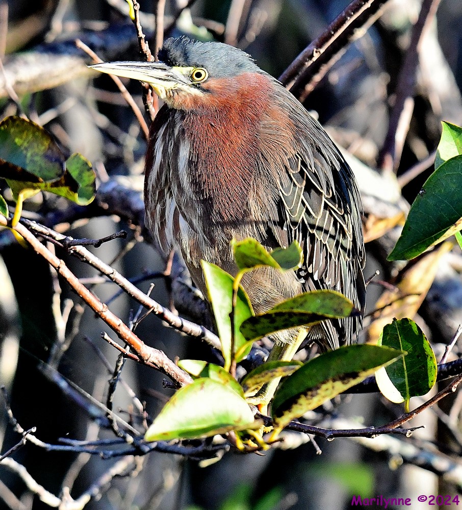 DSC_6165_001.JPG