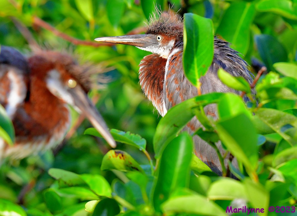 DSC_6166_001.JPG