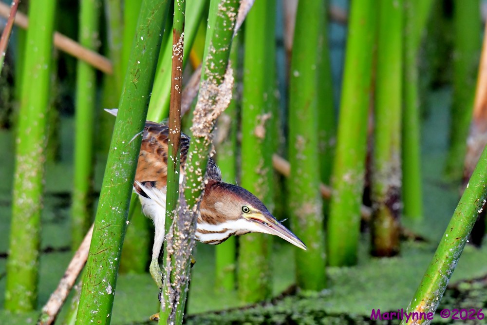 DSC_6166_001.JPG