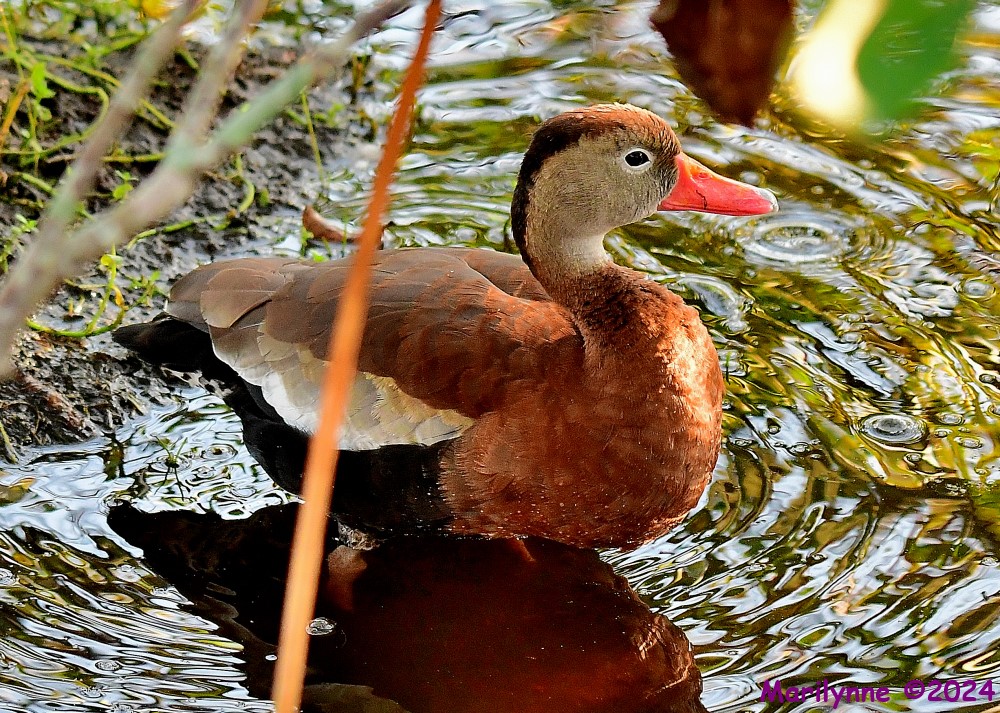 DSC_6168_001.JPG