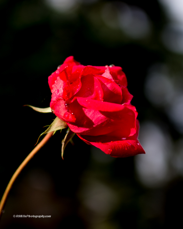DSC_6168_8915.jpg