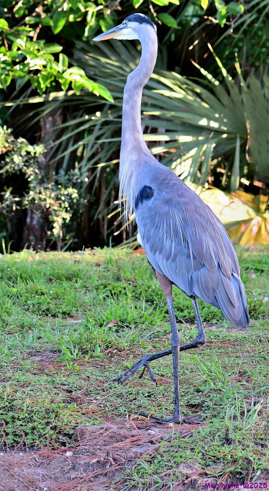 DSC_6168_stitch_001.JPG