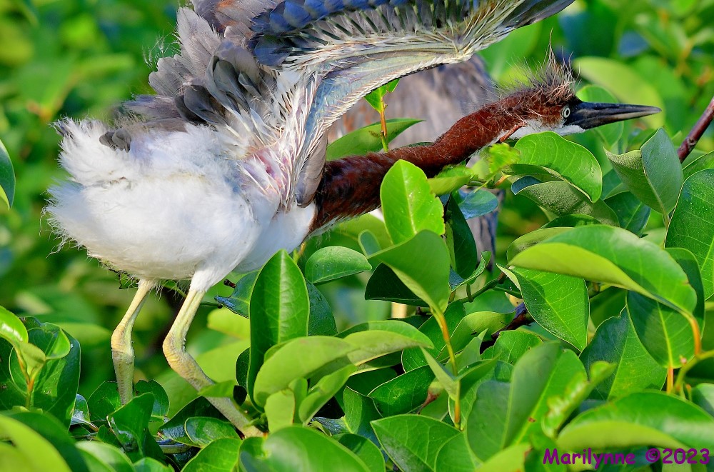 DSC_6169_001.JPG