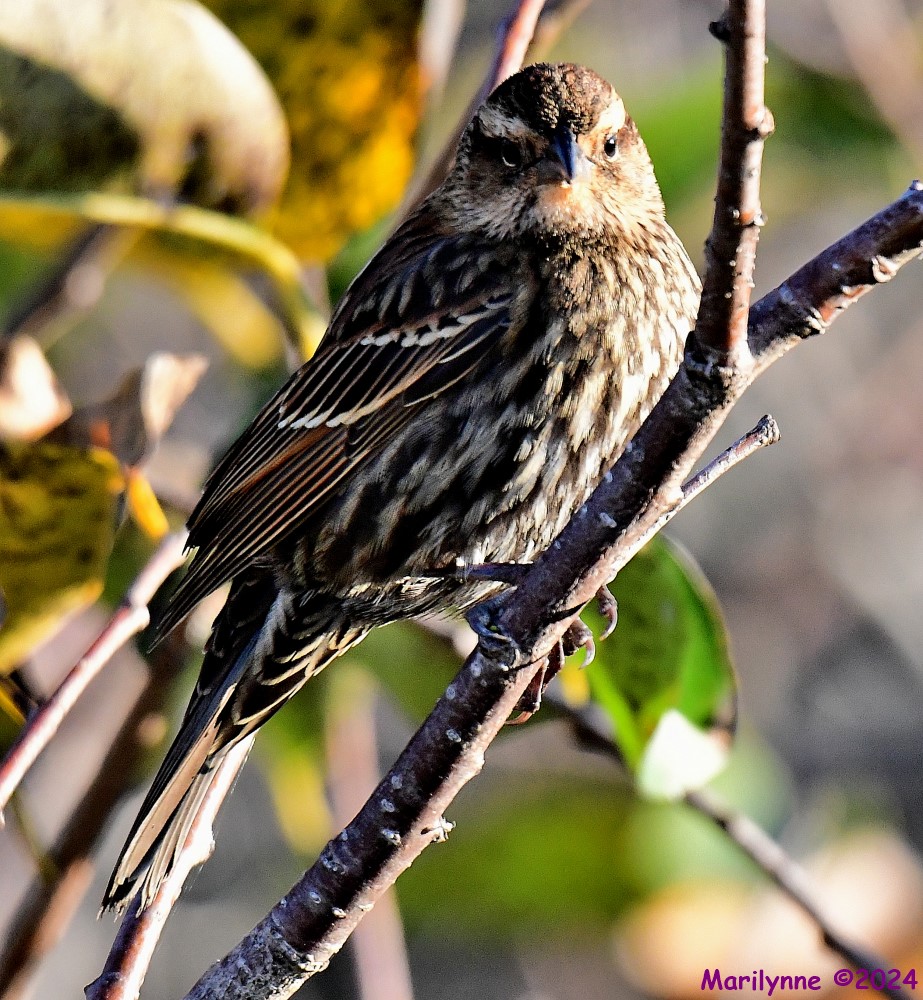 DSC_6170_001.JPG