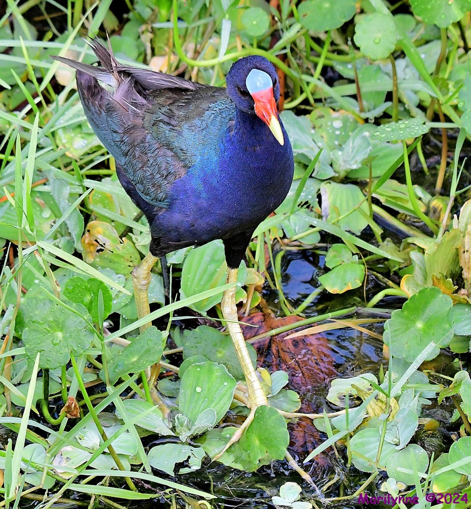 DSC_6170_001.JPG