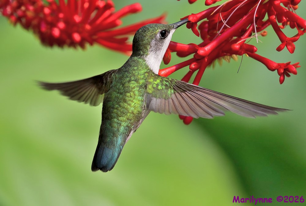 DSC_6171 copy_001.JPG