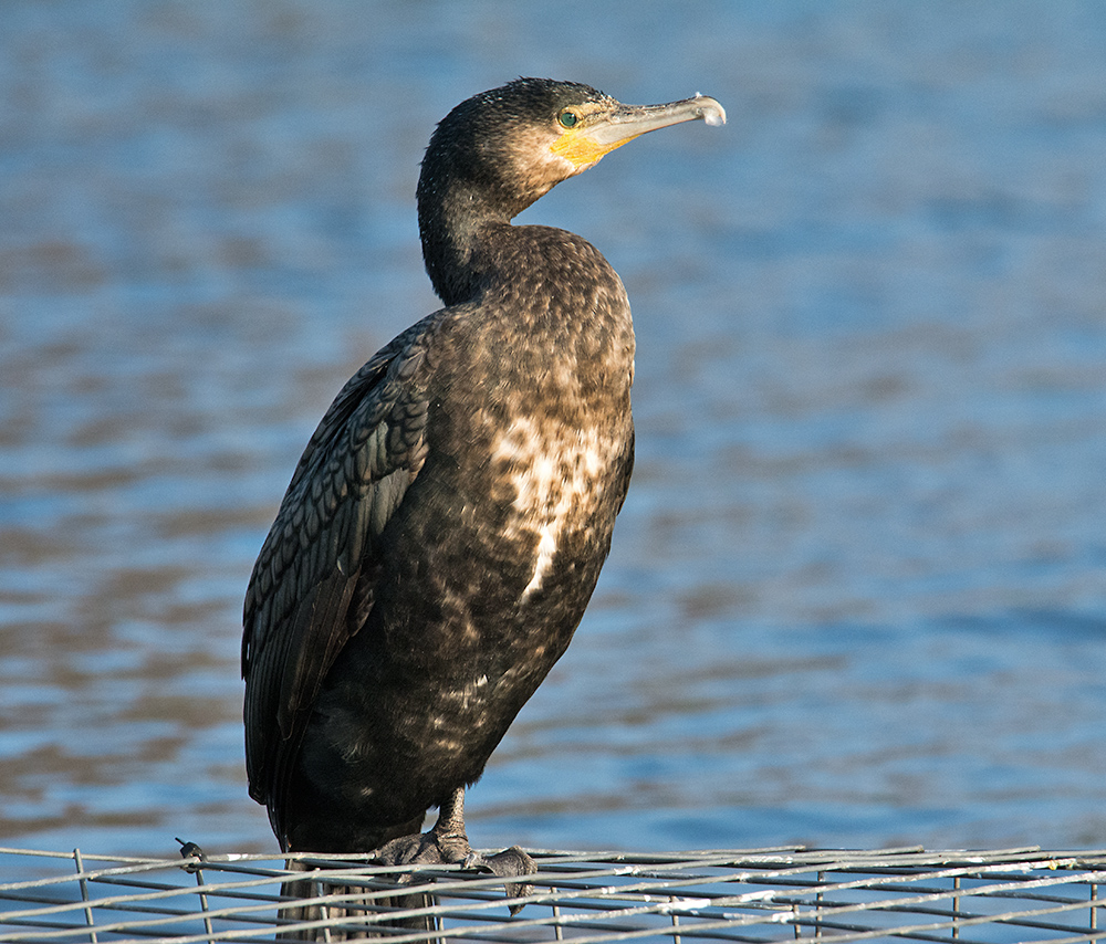 DSC_6172.jpg