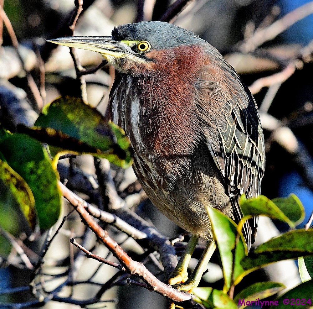 DSC_6173_001.JPG
