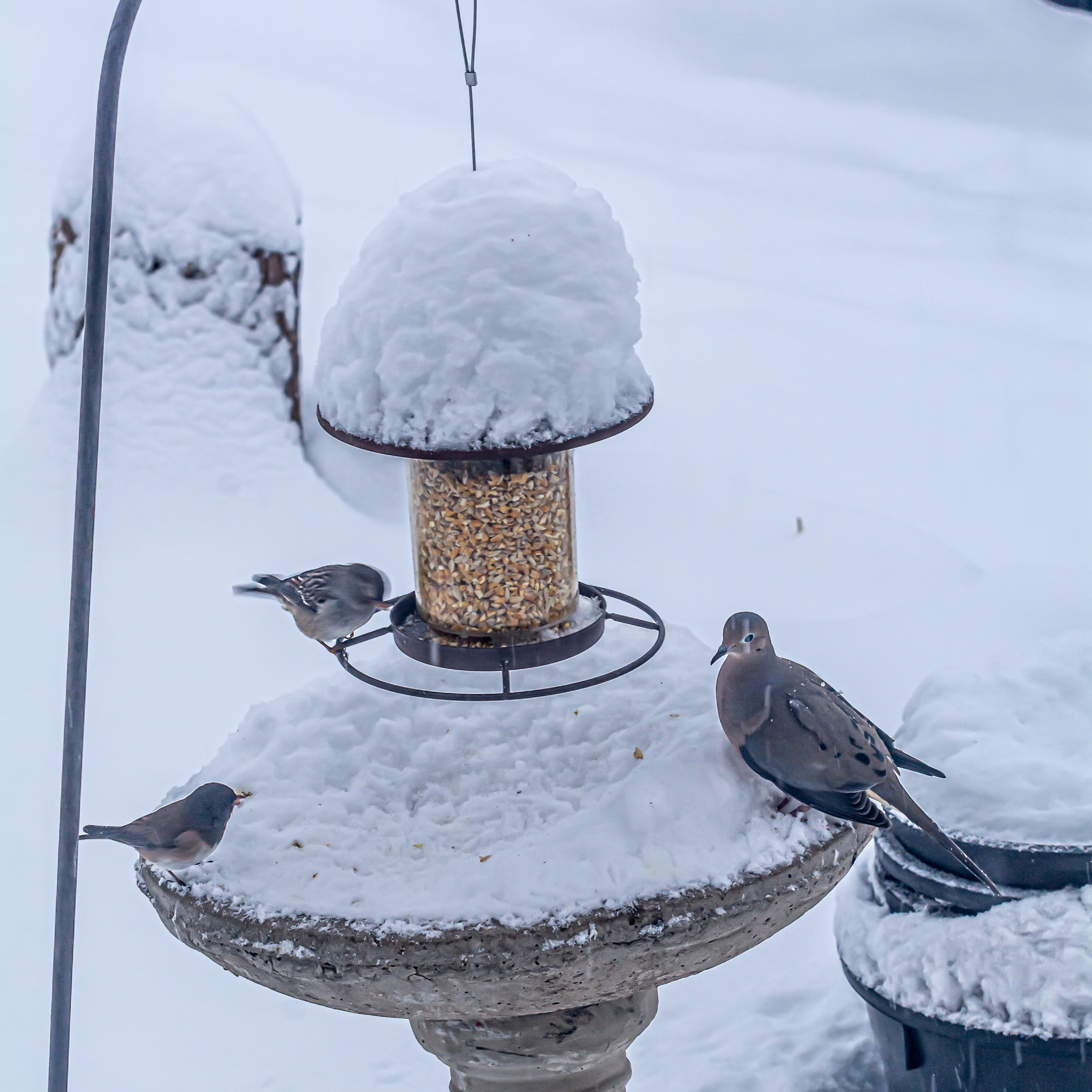 DSC_6175.JPG