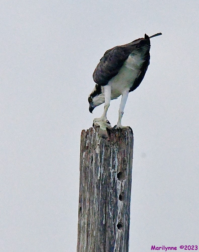DSC_6176_001.JPG
