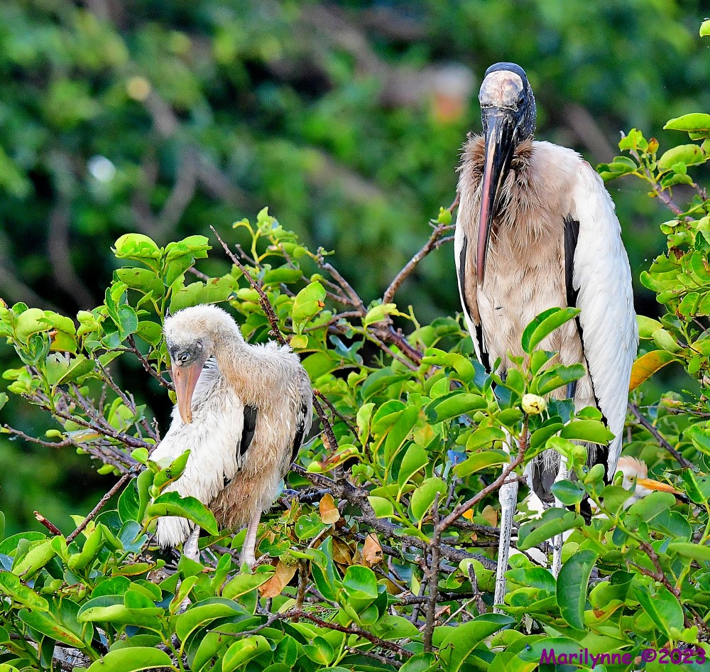 DSC_6177_001.JPG
